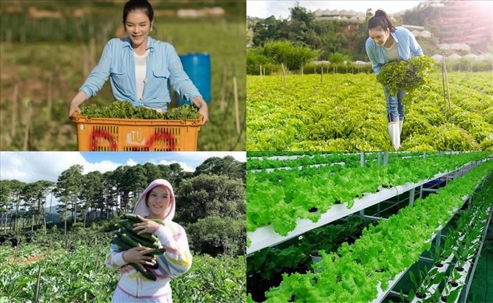 Trang trại hữu cơ rộng lớn