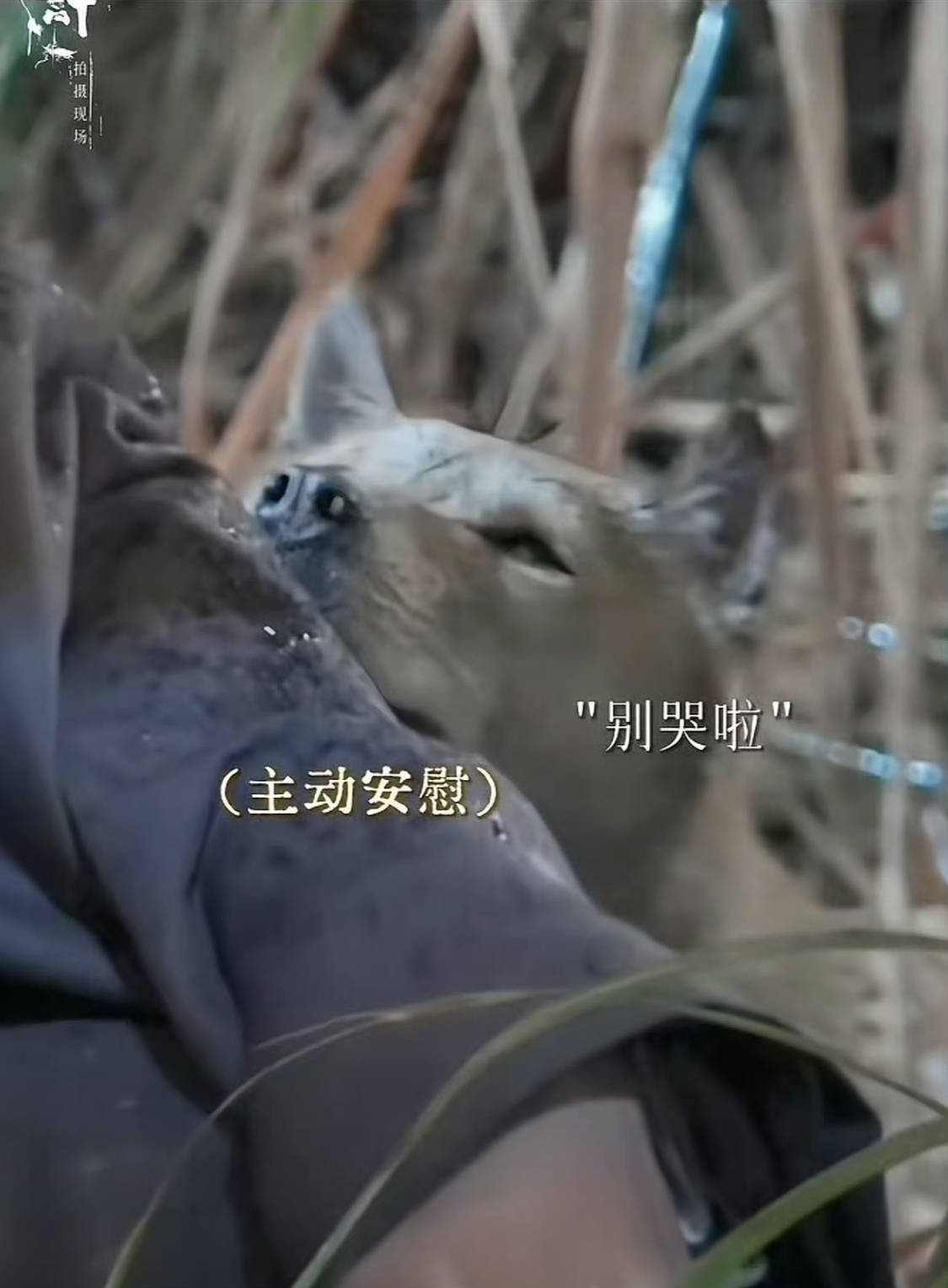 Chú chó Đại Hoàng an ủi Thành Nghị Đại Hoàng tựa đầu lên tay Thành Nghị